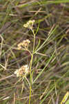 Southern milkweed